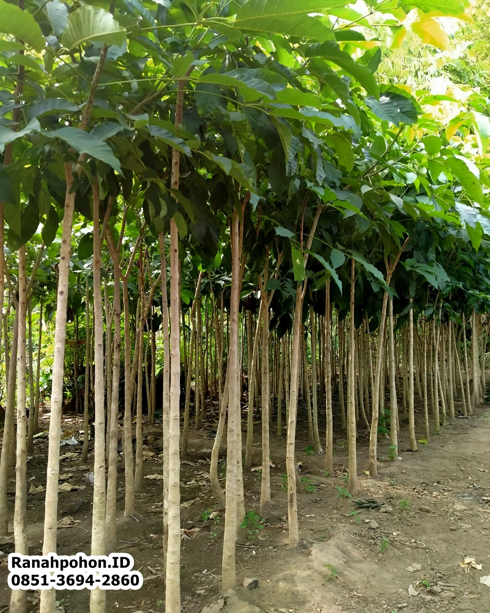 Cara Menanam Pohon Tabebuya