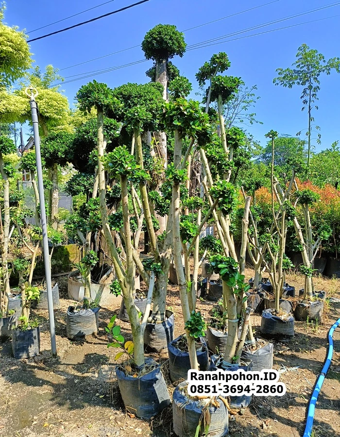 Jual Pohon Bonsai Dollar