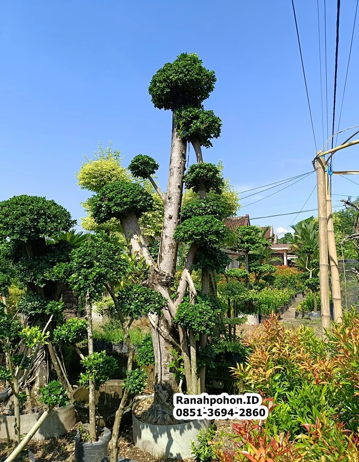 Pohon Bonsai Dollar