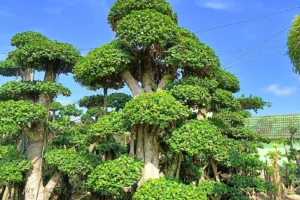 Jual Pohon Bonsai Dollar Terbaik Untuk Taman