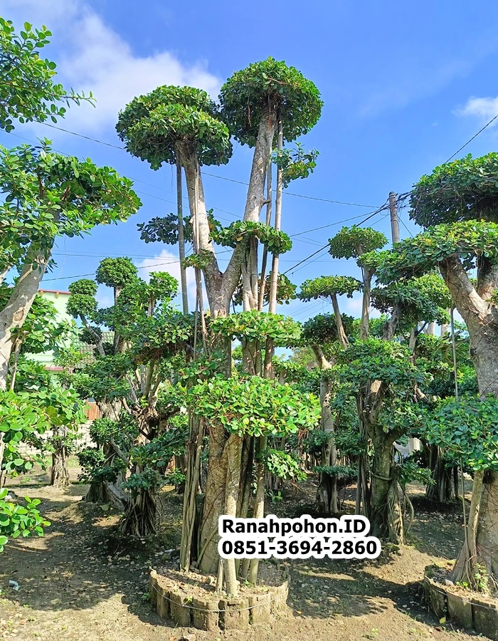 Jual Pohon Bonsai Dollar