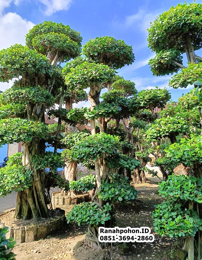 Jual Pohon Bonsai Dollar