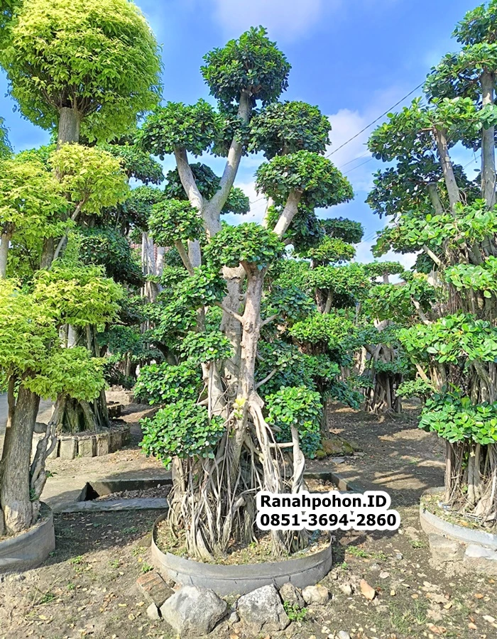 Jual Pohon Bonsai Dollar