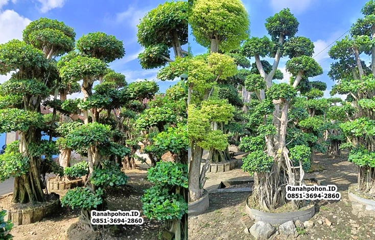 Jual Pohon Bonsai Dollar
