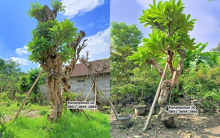 Jual Pohon Kamboja Fosil