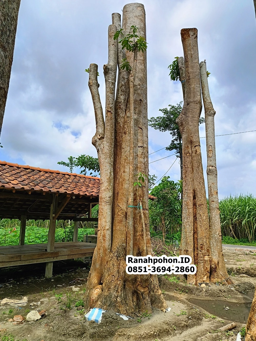 Jual Pohon Pule Besar