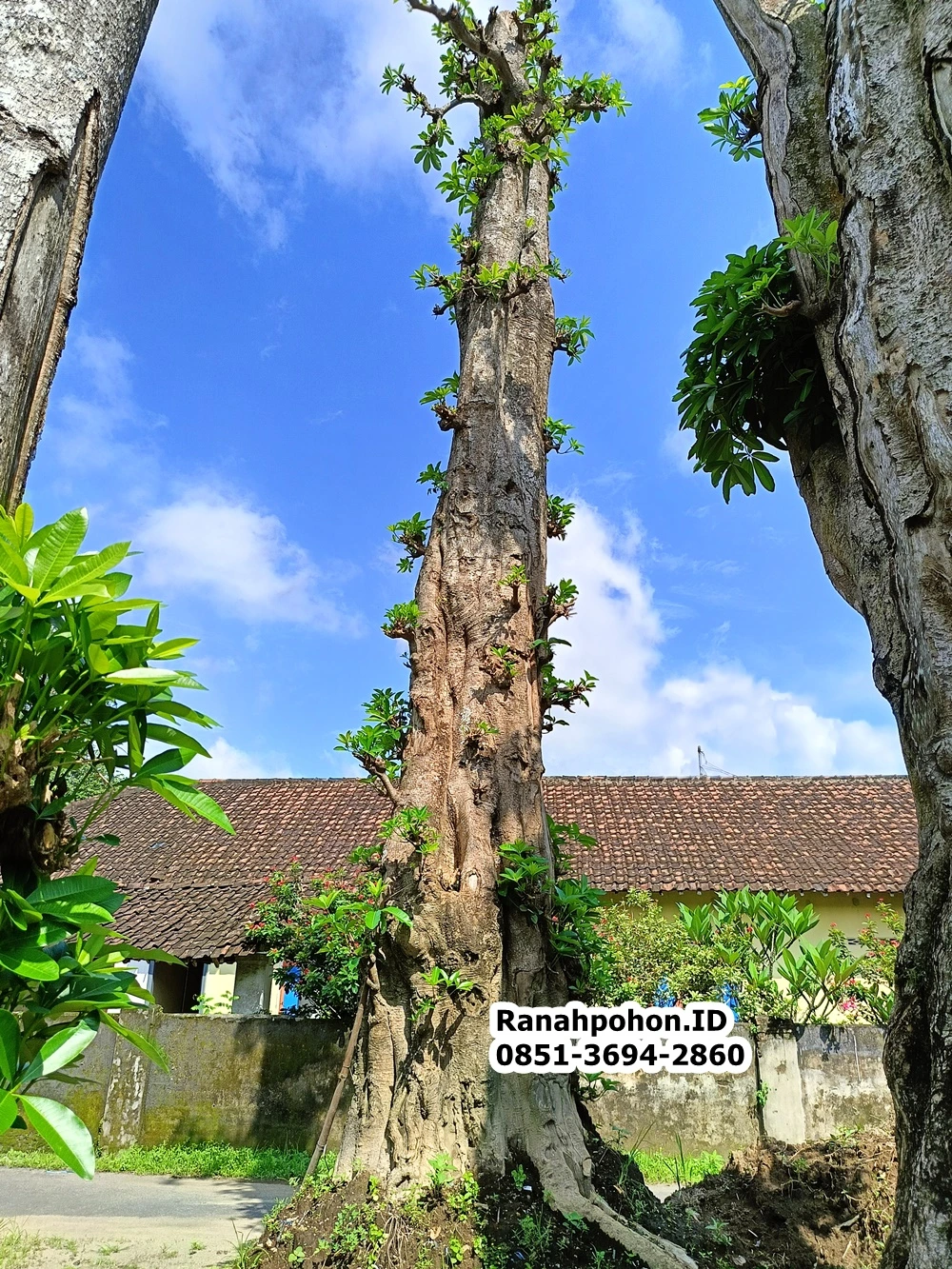 Jual Pohon Pule Besar