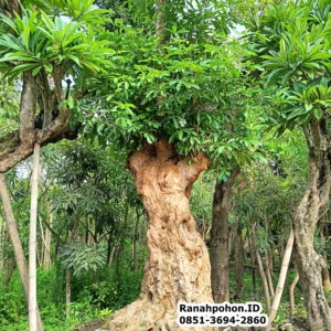 Jual Pohon Pule Besar