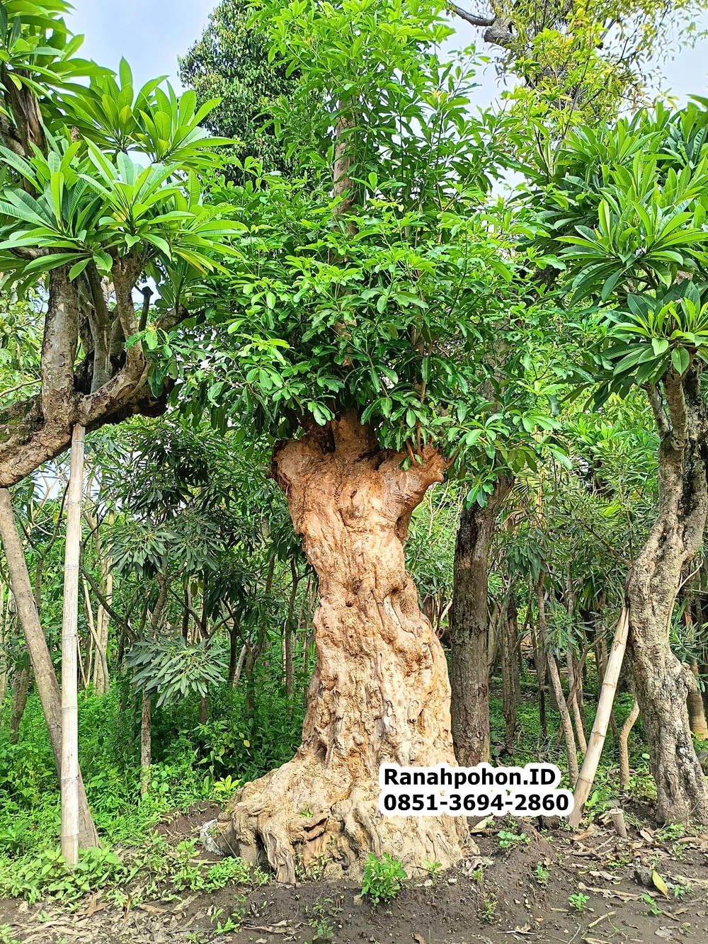 Jual Pohon Pule Besar