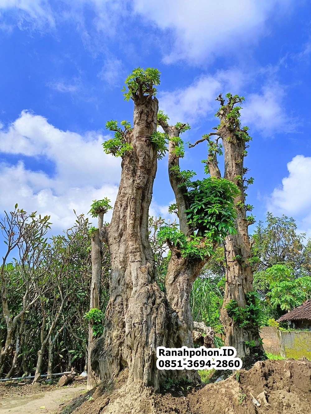 Jual Pohon Pule Besar