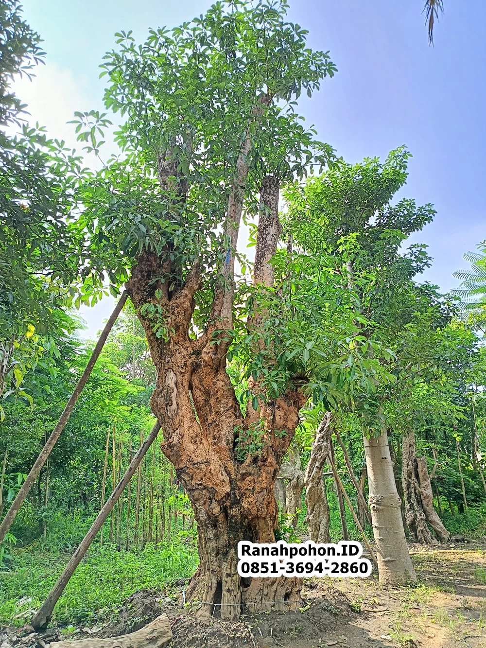 Jual Pohon Pule Besar