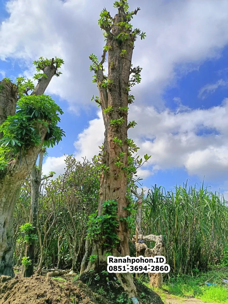 Pohon Pule Besar