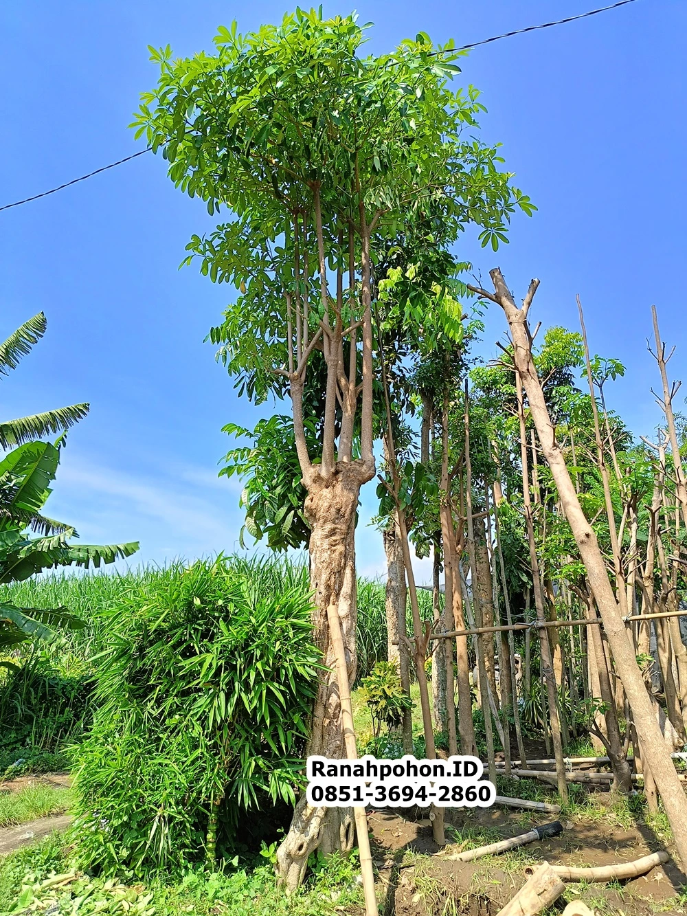 Jual Pohon Pule Ukuran Sedang