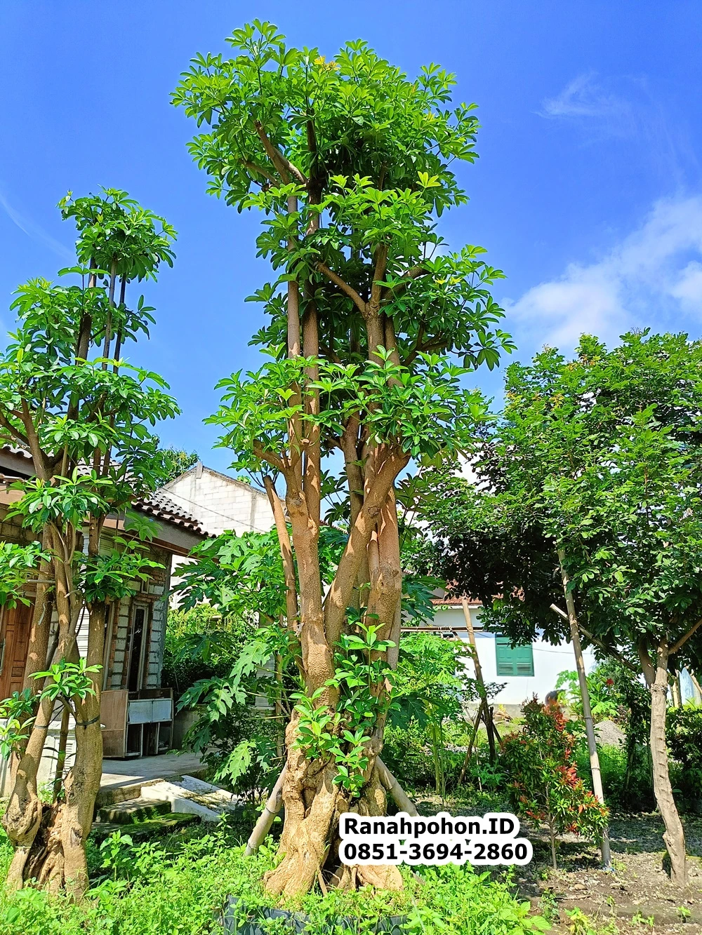 Jual Pohon Pule Ukuran Sedang