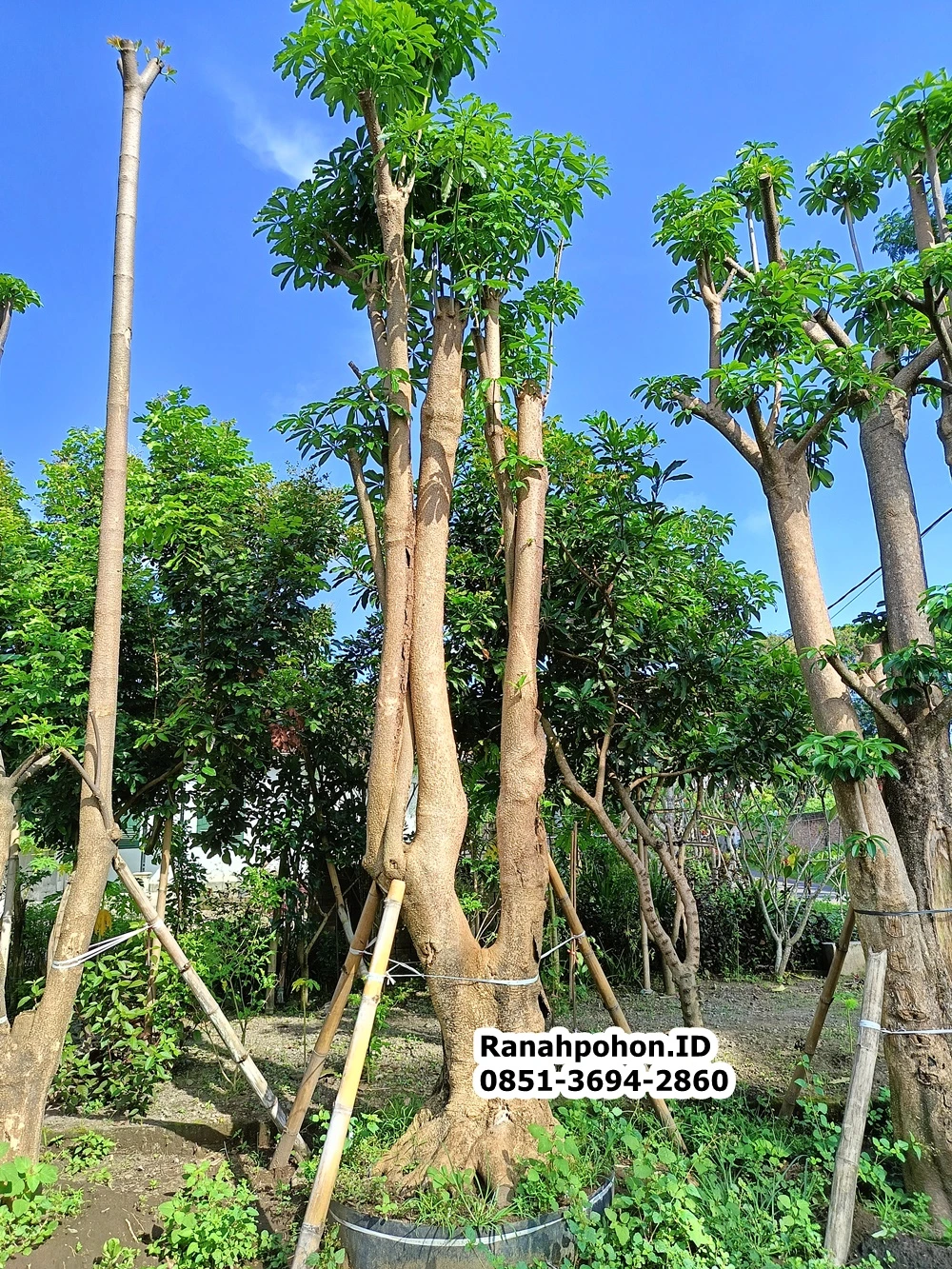 Jual Pohon Pule Ukuran Sedang