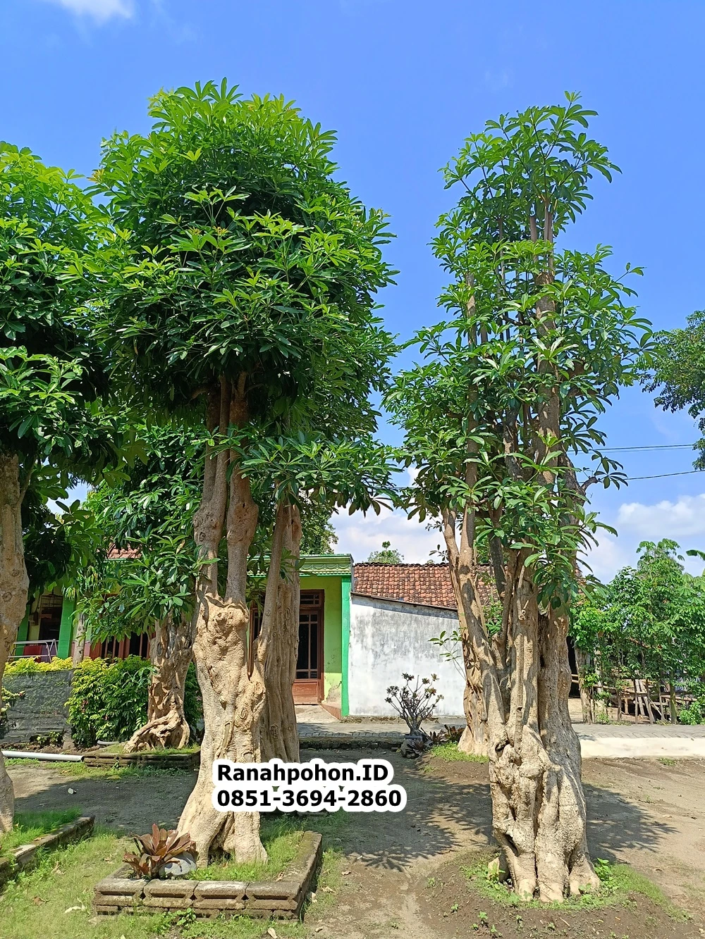 Jual Pohon Pule Ukuran Sedang