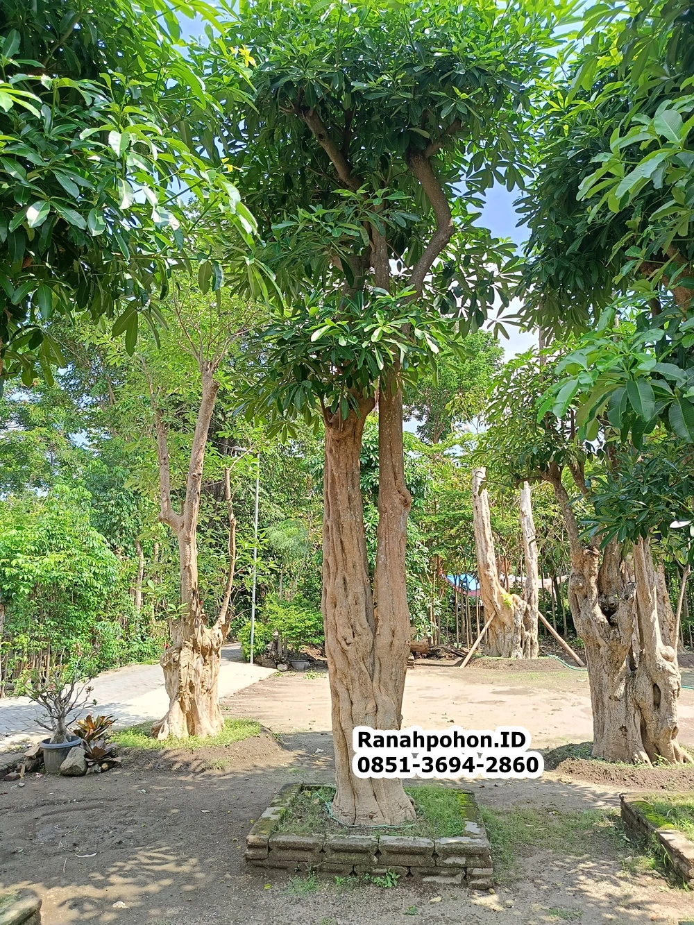 Jual Pohon Pule Ukuran Sedang