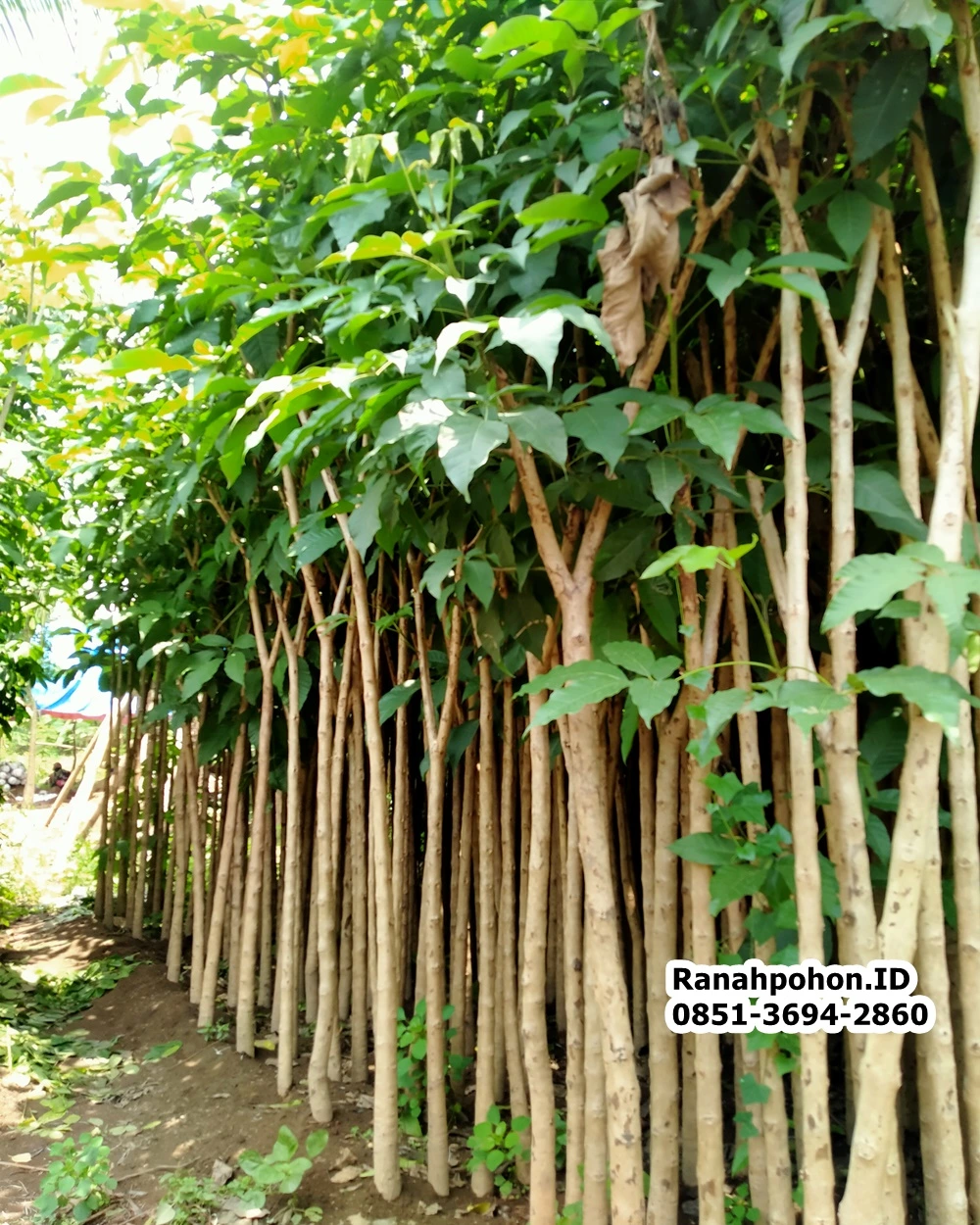 Jual Pohon Tabebuya Terbaik