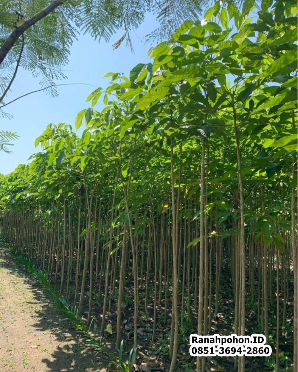 Jual Pohon Tabebuya Terbaik