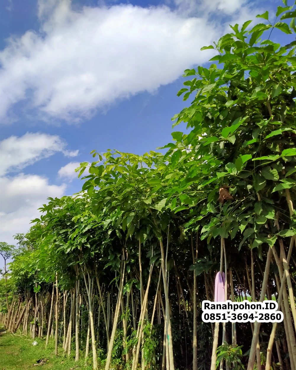 Jual Pohon Tabebuya Terbaik