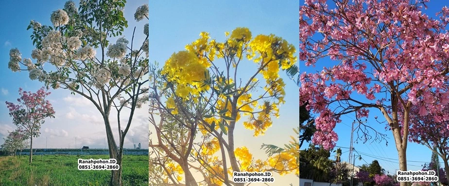 Jual Pohon Tabebuya Berbagai Jenis dan Ukuran
