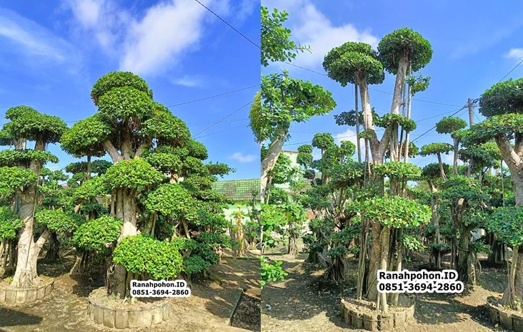 Pohon Bonsai Dollar