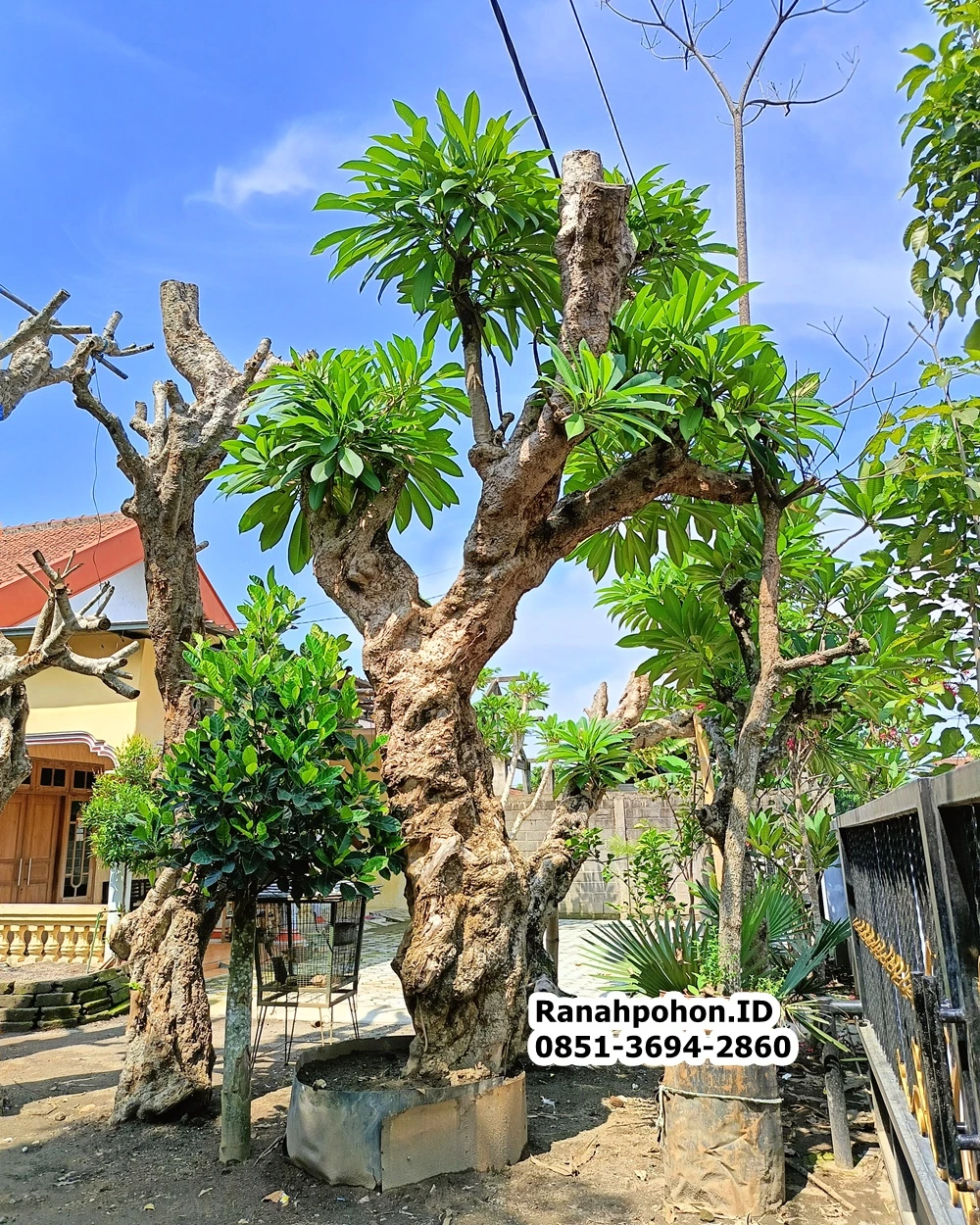 Jual Pohon Kamboja Fosil