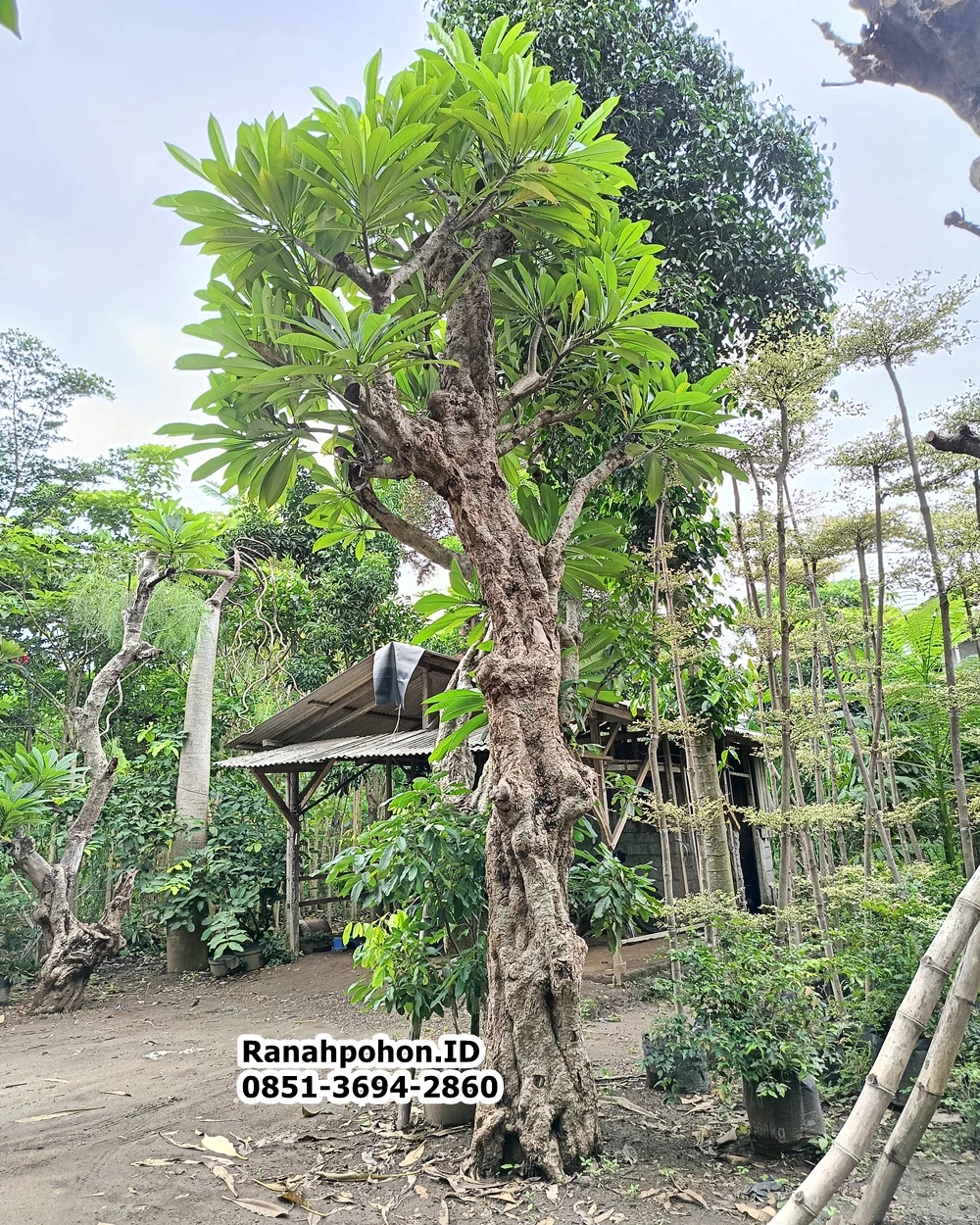 Jual Pohon Kamboja Fosil