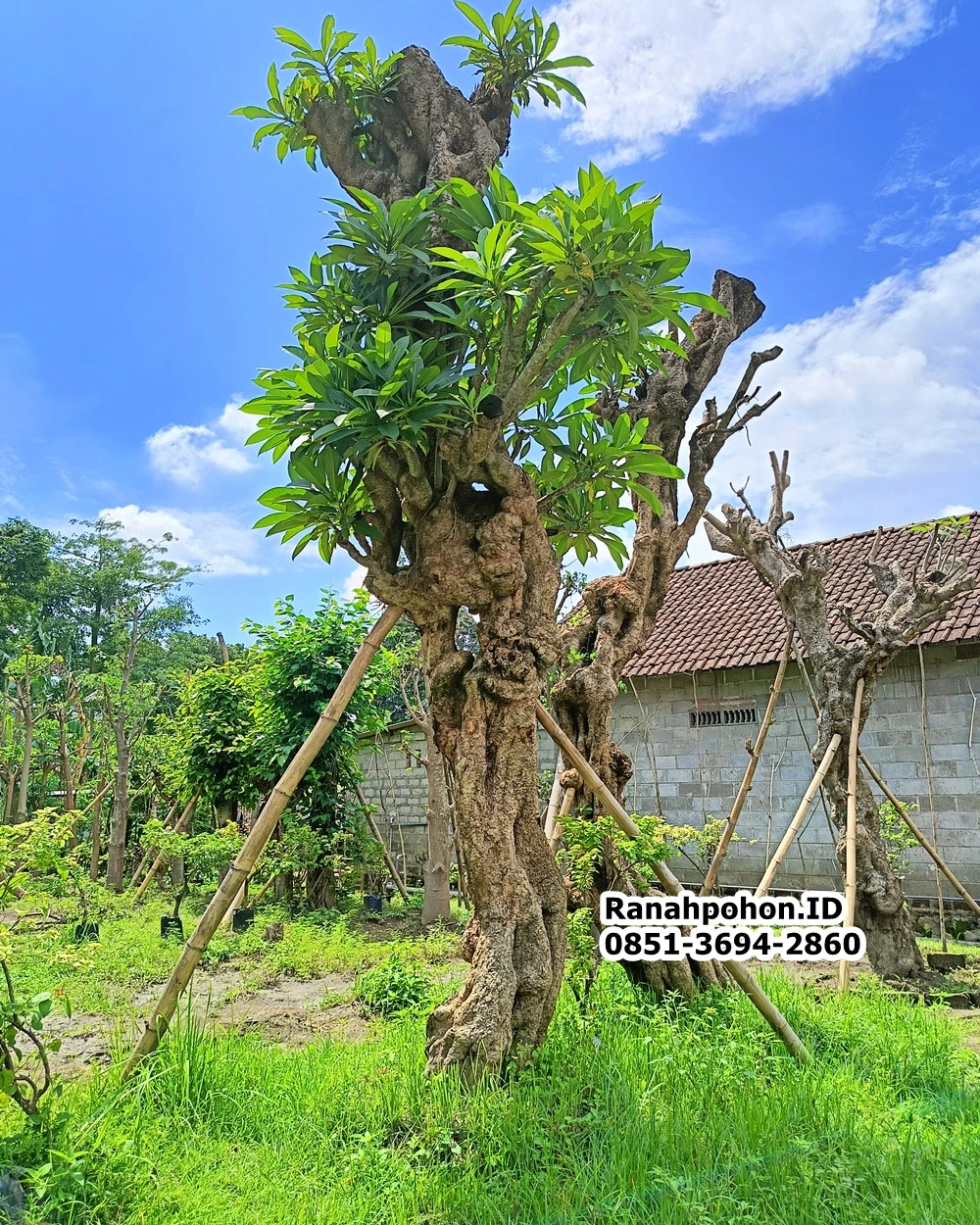 Jual Pohon Kamboja Fosil