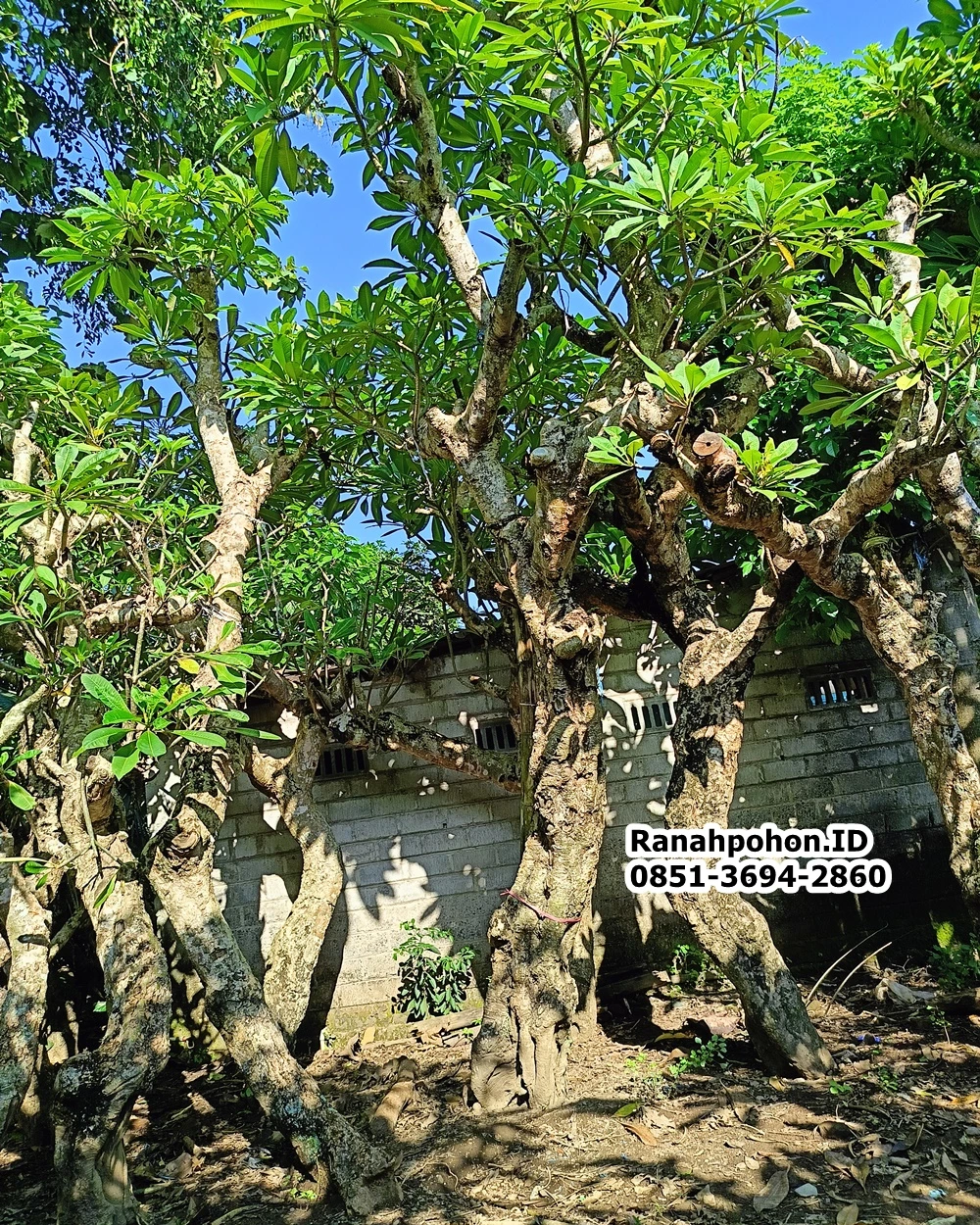 Jual Pohon Kamboja Fosil