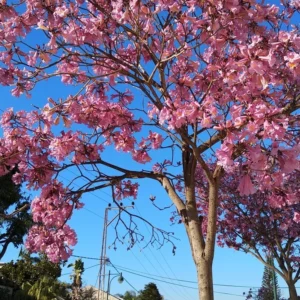 Pohon Tabebuya Berbagai Jenis dan Ukuran