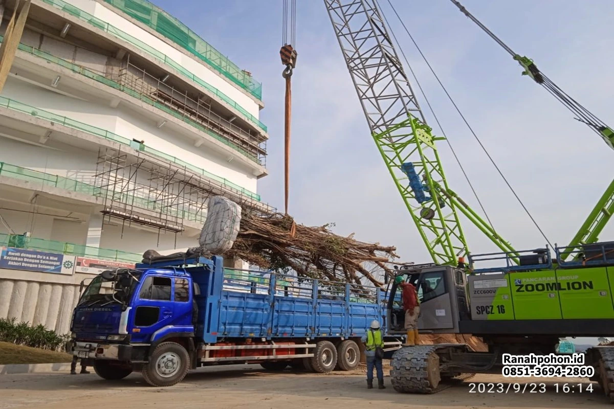 Portofolio-Ranah-Pohon-Ahlinya-Penyedia-Pohon-Besar.webp