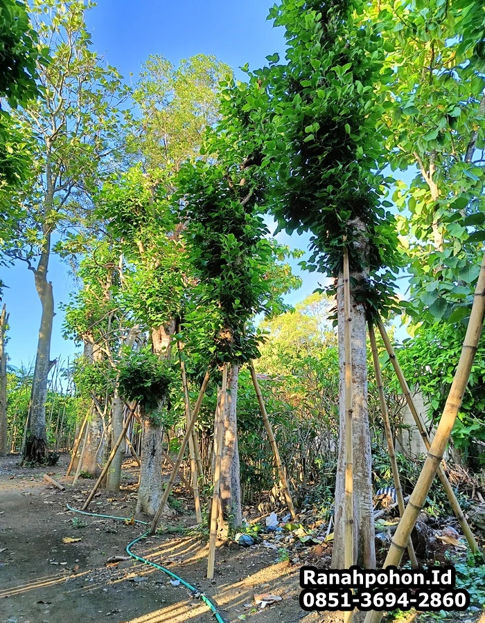 Jual Pohon Bodhi (1)