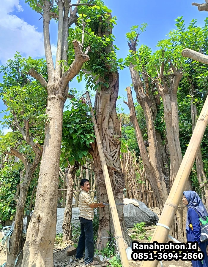 Pohon Bodhi Besar