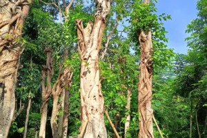 Jual Pohon Bodhi Berbagai Ukuran Terbaik Untuk Taman