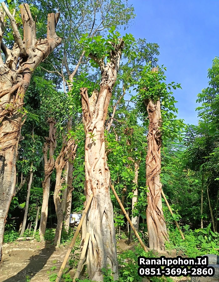 Jual Pohon Bodhi