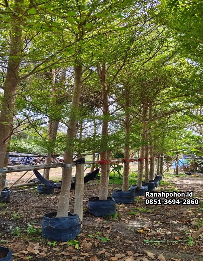 Jual Pohon Ketapang Kencana - Ranah Pohon Indonesia