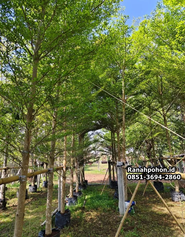 Jual Pohon Ketapang Kencana - Ranah Pohon Indonesia