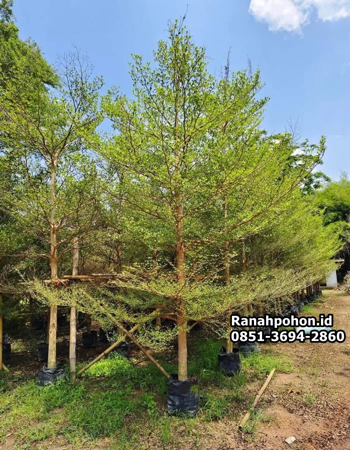 Jual Pohon Ketapang Kencana - Ranah Pohon Indonesia