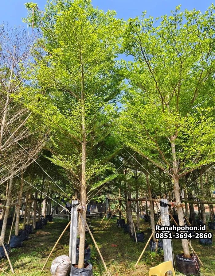 Pohon Ketapang Kencana - Ranah Pohon Indonesia