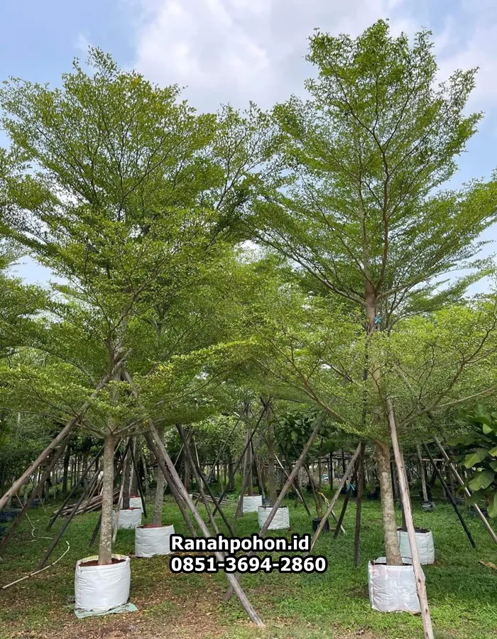 Jual Pohon Ketapang Kencana - Ranah Pohon Indonesia