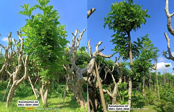 Jual Pohon Kunto Bimo Besar