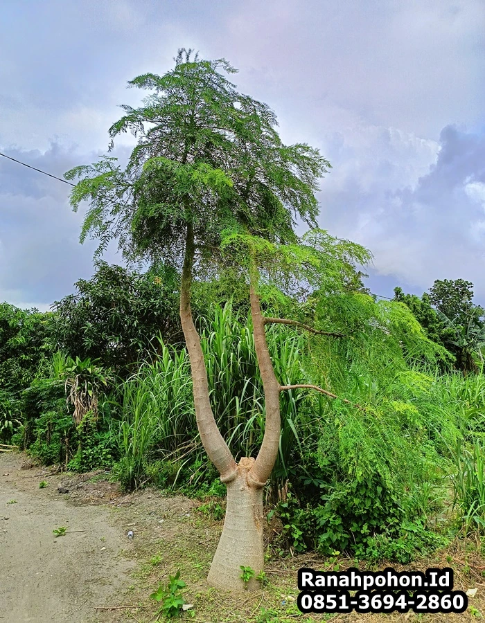 Jual Pohon Moringa