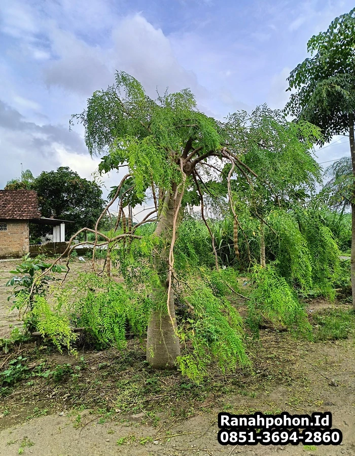 Jual Pohon Moringa