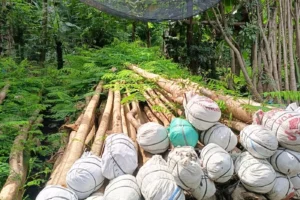 Pohon Pohon Besar Koleksi Ranah Pohon Indonesia