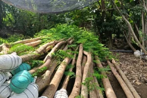 Jual Pohon Flamboyan Berbagai Ukuran Kualitas Terbaik