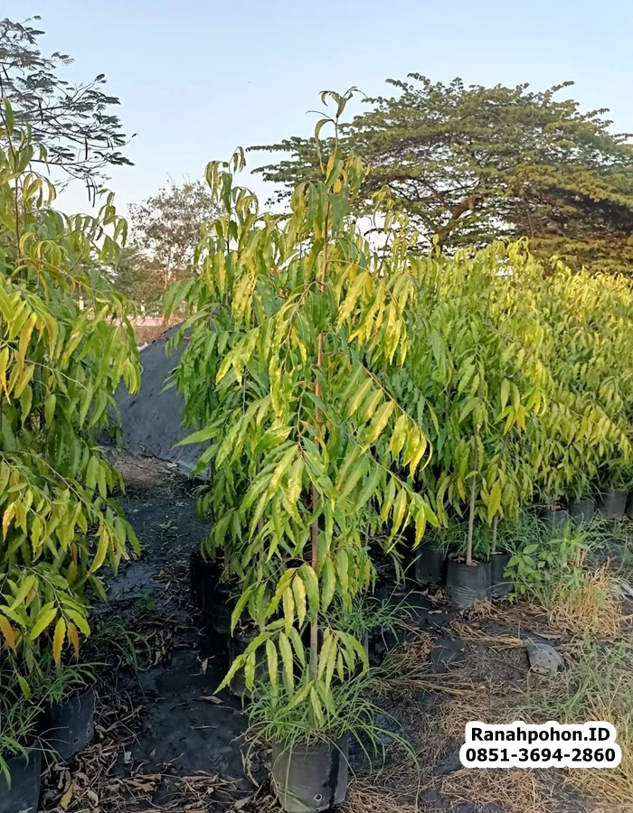 Harga Jual Pohon Glodokan Tiang