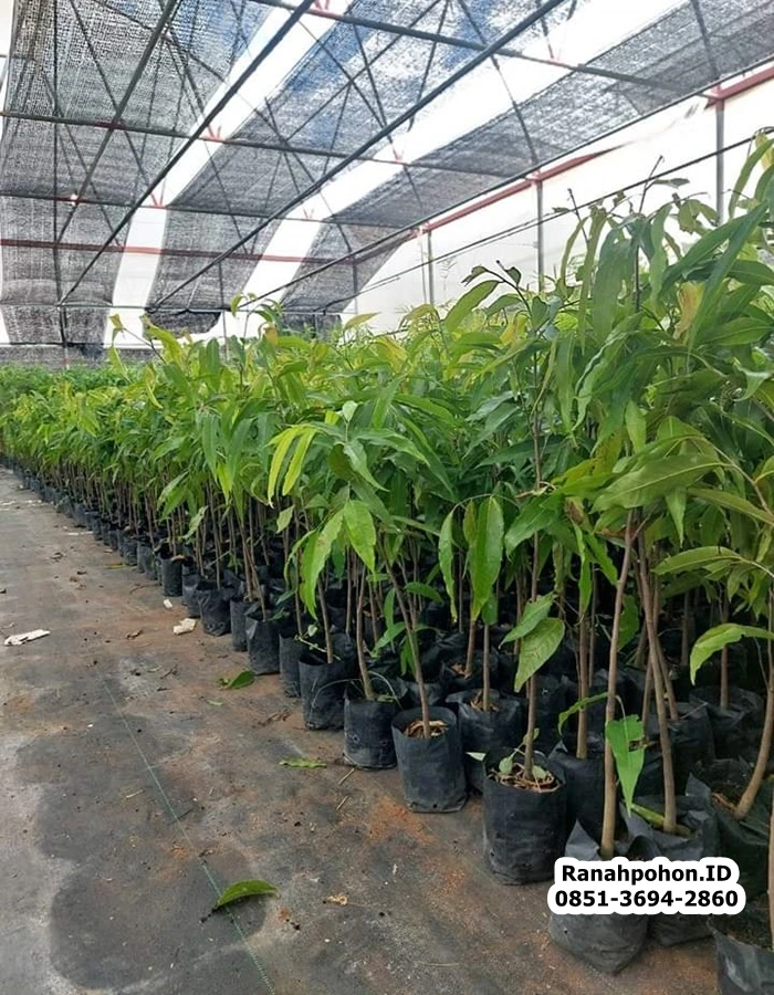 Pohon Glodokan Tiang