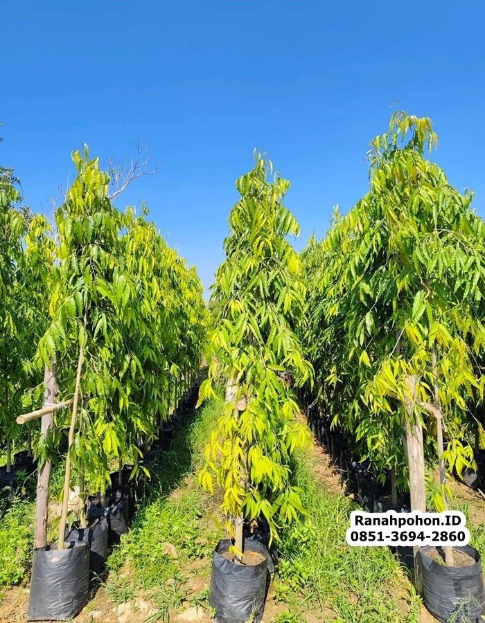Jual Pohon Glodokan Tiang