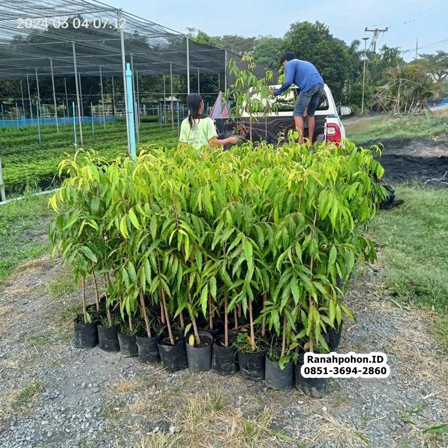 Pohon Glodokan Tiang